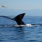 Ballenas_Ixtapa-Zihuatanejo_1