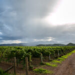 w_Encinillas_chihuahua