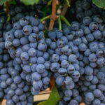 w_uvas_hacienda-Encinillas_vinedo_chihuahua