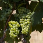 Uvas blancas_vino
