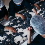 seleccion de uvas_vino_vendimia