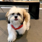 Perrito_Caniche_perro