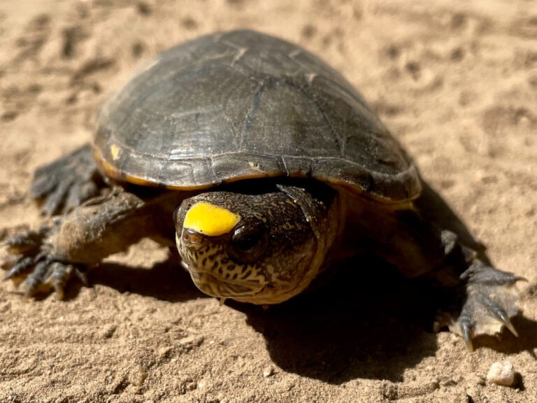 ¿Ya conoces a la tortuga “casquito”? ¡Cuídala!