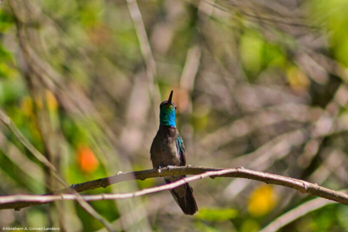 Moxviquil_San Cristobal Chiapas_3