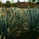 Raicilla agaves