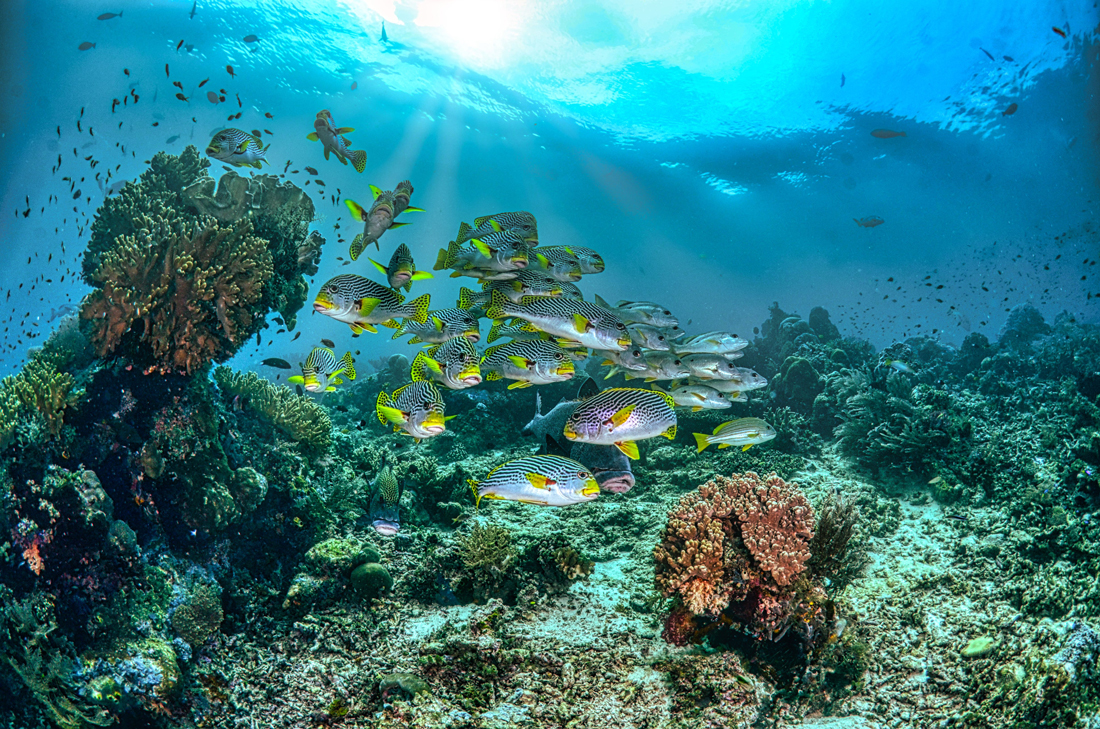 cabo-pulmo-arrecife_1