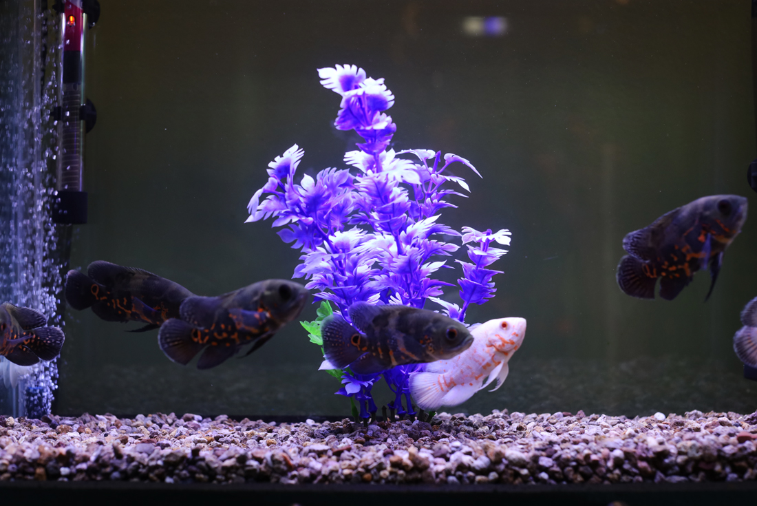 Acuario-Xochi_1