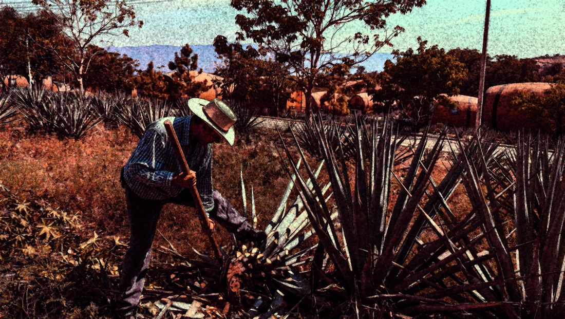 Campos-de-agave