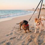 Mascotas_Mazatlan_13