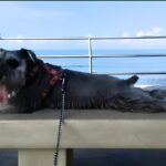 Mascotas_Mazatlan_2