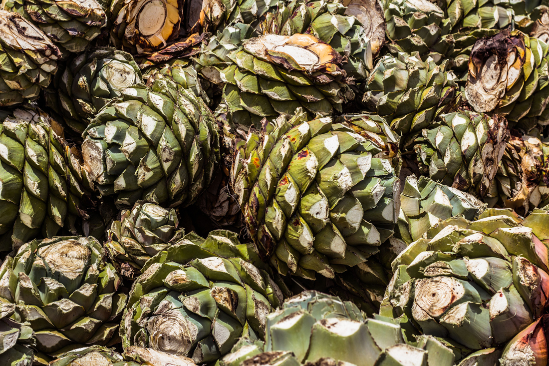 Pinias-de-agave